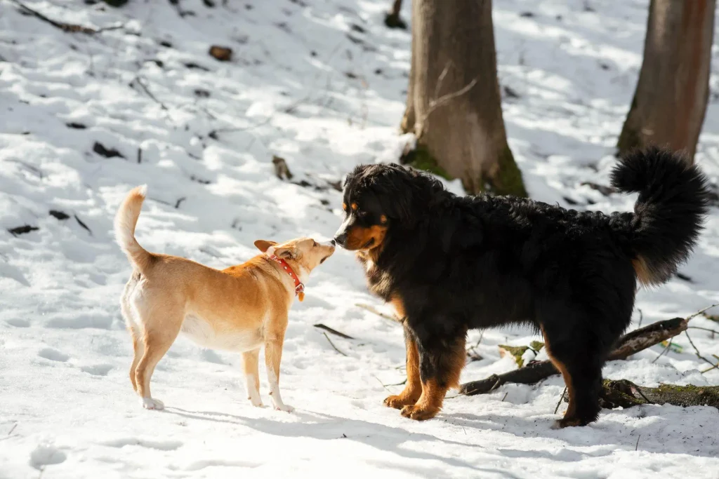 Small vs. Medium vs. Large Size Dogs: 5 Key Factors That Decide Dog Adoption Trends