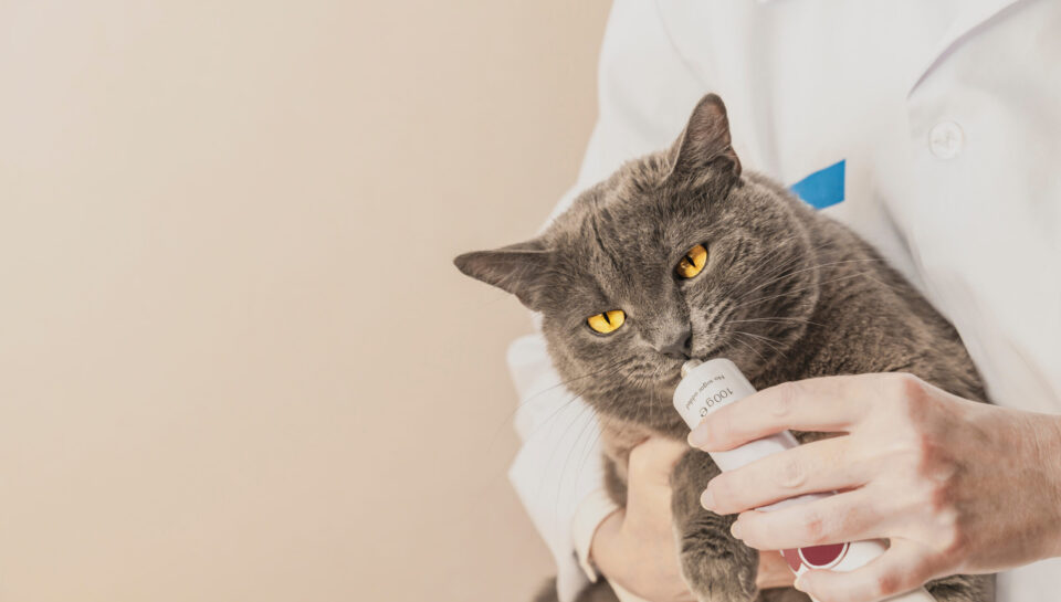 Adorable,Gray,Cat,Is,Getting,Medicine,From,Veterinarian,Hand.,Professional