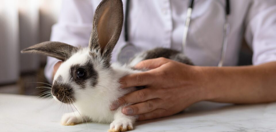 Veterinarian,Doctor,With,Small,Rabbit,Bunny,On,Hands,On,Table Veterinarian,Doctor,With,Small,Rabbit,Bunny,On,Hands,On,Table
